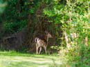 Roe - Sarna